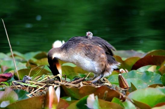 Haubentaucher - Podiceps cristatus NSG See am Goldberg Heusenstamm 2016