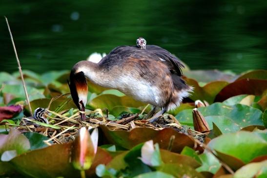 Haubentaucher - Podiceps cristatus NSG See am Goldberg Heusenstamm 2016