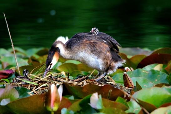 Haubentaucher - Podiceps cristatus NSG See am Goldberg Heusenstamm 2016