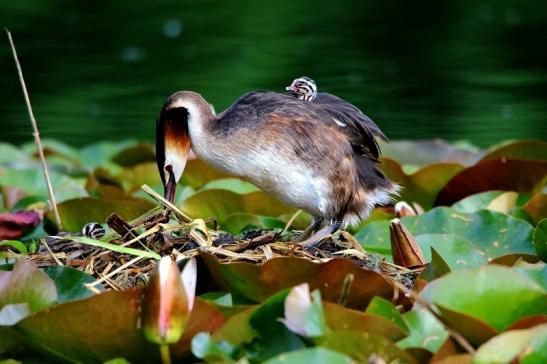 Haubentaucher - Podiceps cristatus NSG See am Goldberg Heusenstamm 2016