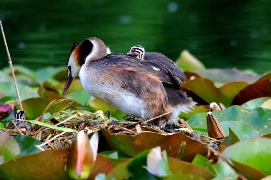 Haubentaucher - Podiceps cristatus NSG See am Goldberg Heusenstamm 2016 