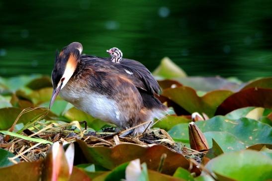 Haubentaucher - Podiceps cristatus NSG See am Goldberg Heusenstamm 2016