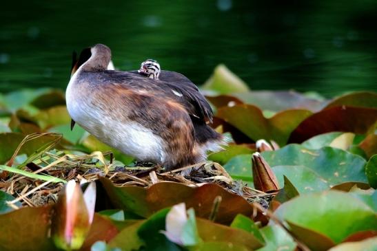 Haubentaucher - Podiceps cristatus NSG See am Goldberg Heusenstamm 2016