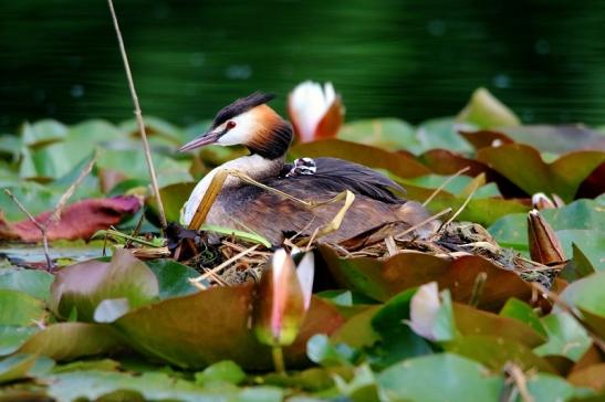 Haubentaucher - Podiceps cristatus NSG See am Goldberg Heusenstamm 2016