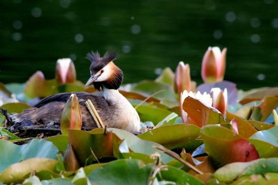 Haubentaucher - Podiceps cristatus NSG See am Goldberg Heusenstamm 2016