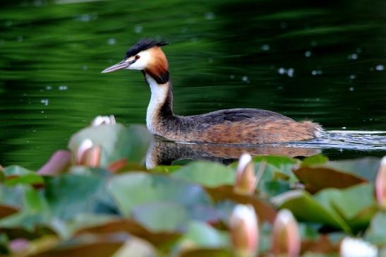 Haubentaucher - Podiceps cristatus NSG See am Goldberg Heusenstamm 2016