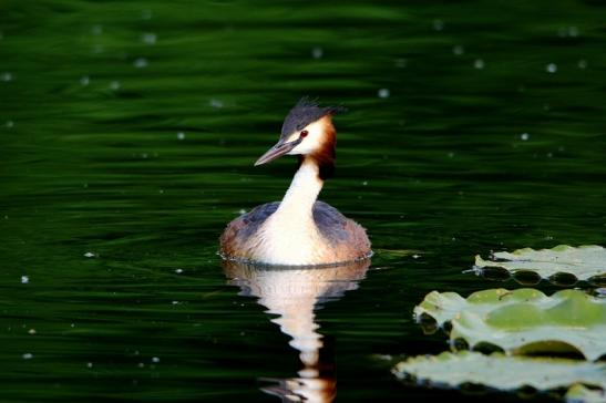 Haubentaucher - Podiceps cristatus NSG See am Goldberg Heusenstamm 2016