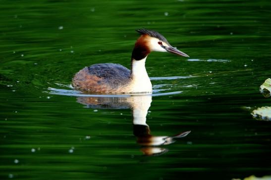 Haubentaucher - Podiceps cristatus NSG See am Goldberg Heusenstamm 2016