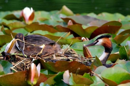 Haubentaucher - Podiceps cristatus NSG See am Goldberg Heusenstamm 2016