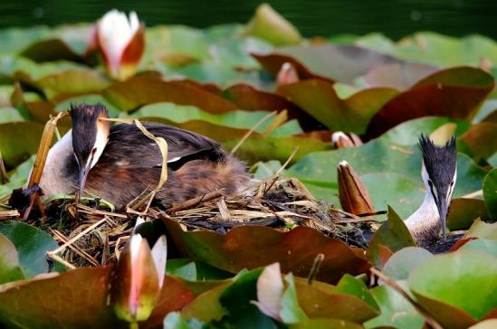 Haubentaucher - Podiceps cristatus NSG See am Goldberg Heusenstamm 2016