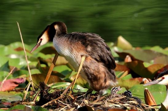 Haubentaucher - Podiceps cristatus NSG See am Goldberg Heusenstamm 2016