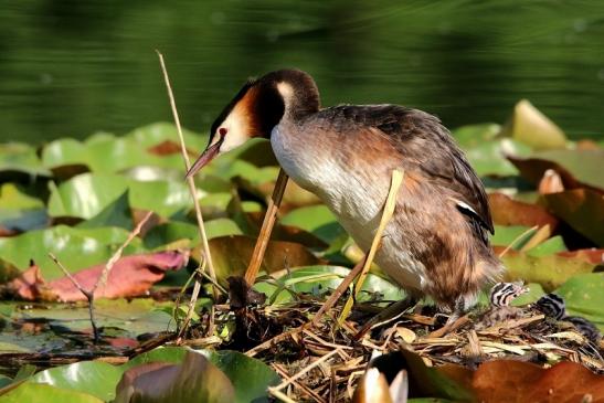 Haubentaucher - Podiceps cristatus NSG See am Goldberg Heusenstamm 2016