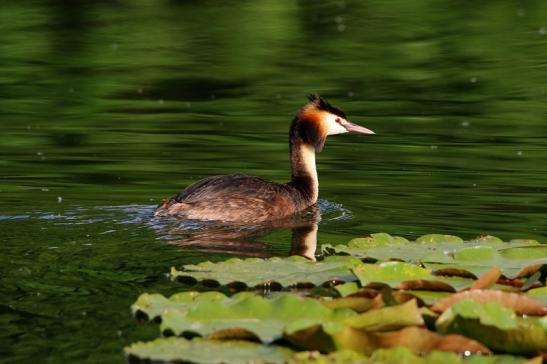 Haubentaucher - Podiceps cristatus NSG See am Goldberg Heusenstamm 2016