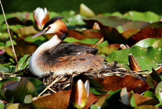 Haubentaucher - Podiceps cristatus NSG See am Goldberg Heusenstamm 2016