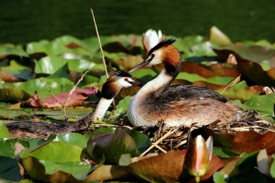 Haubentaucher - Podiceps cristatus NSG See am Goldberg Heusenstamm 2016