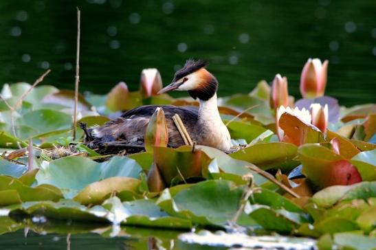 Haubentaucher - Podiceps cristatus NSG See am Goldberg Heusenstamm 2016