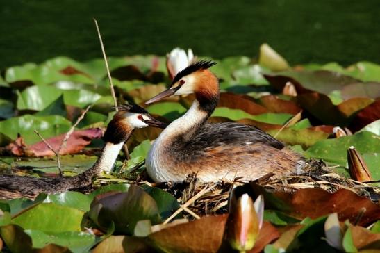 Haubentaucher - Podiceps cristatus NSG See am Goldberg Heusenstamm 2016