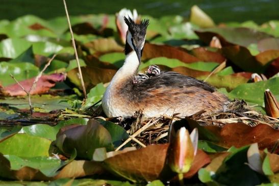 Haubentaucher - Podiceps cristatus NSG See am Goldberg Heusenstamm 2016