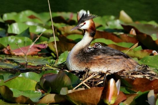 Haubentaucher - Podiceps cristatus NSG See am Goldberg Heusenstamm 2016