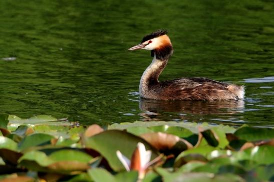 Haubentaucher - Podiceps cristatus NSG See am Goldberg Heusenstamm 2016