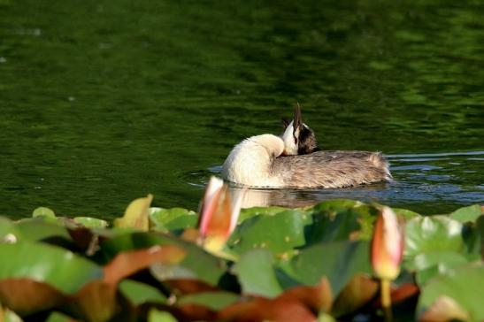 Haubentaucher - Podiceps cristatus NSG See am Goldberg Heusenstamm 2016