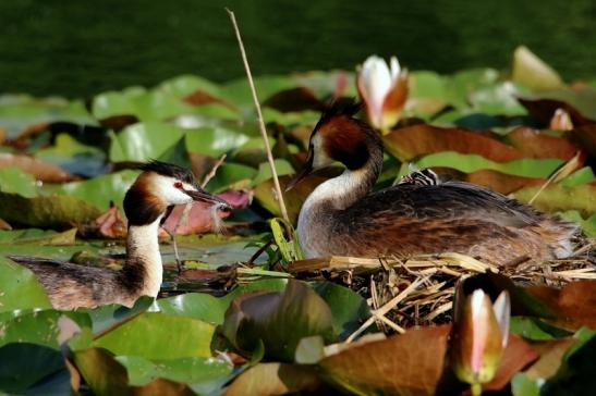 Haubentaucher - Podiceps cristatus NSG See am Goldberg Heusenstamm 2016