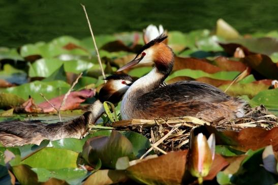 Haubentaucher - Podiceps cristatus NSG See am Goldberg Heusenstamm 2016