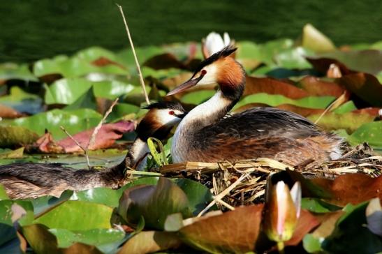 Haubentaucher - Podiceps cristatus NSG See am Goldberg Heusenstamm 2016