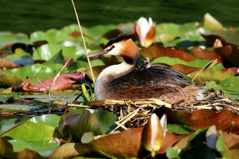 Haubentaucher - Podiceps cristatus NSG See am Goldberg Heusenstamm 2016