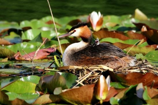 Haubentaucher - Podiceps cristatus NSG See am Goldberg Heusenstamm 2016