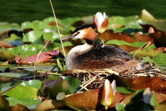 Haubentaucher - Podiceps cristatus NSG See am Goldberg Heusenstamm 2016