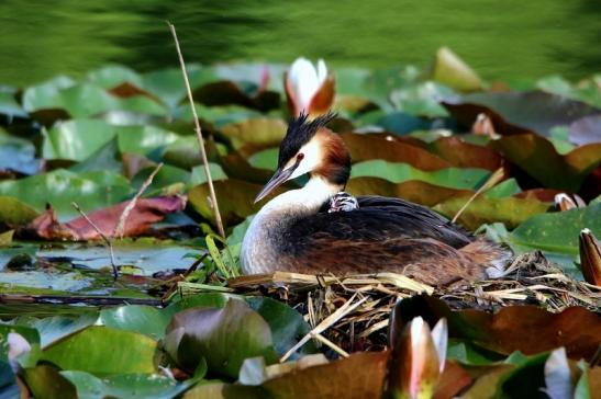 Haubentaucher - Podiceps cristatus NSG See am Goldberg Heusenstamm 2016