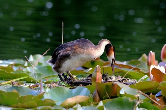 Haubentaucher - Podiceps cristatus NSG See am Goldberg Heusenstamm 2016