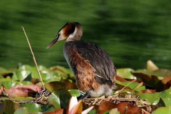 Haubentaucher - Podiceps cristatus NSG See am Goldberg Heusenstamm 2016