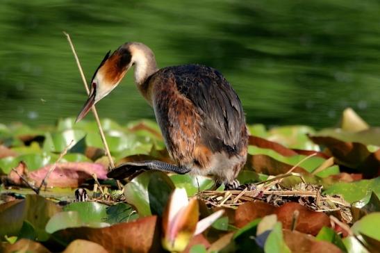 Haubentaucher - Podiceps cristatus NSG See am Goldberg Heusenstamm 2016