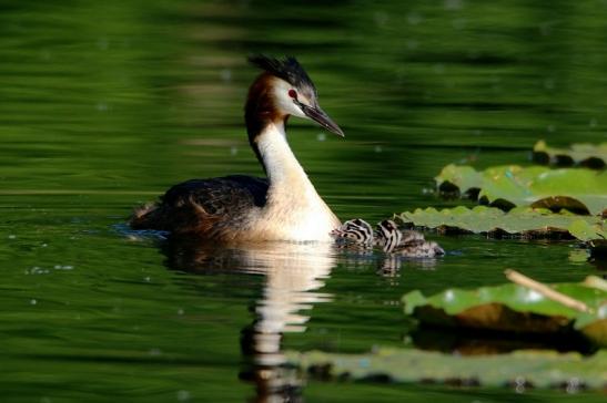 Haubentaucher - Podiceps cristatus NSG See am Goldberg Heusenstamm 2016