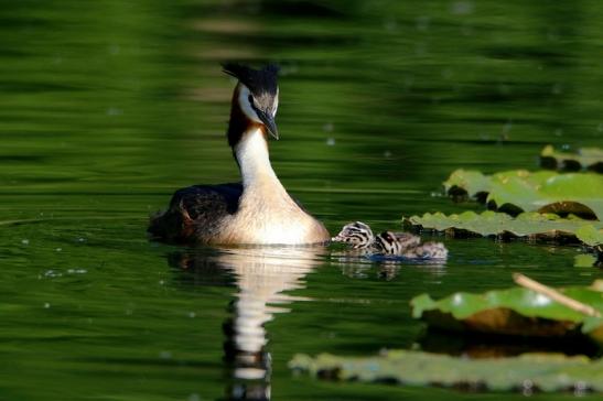 Haubentaucher - Podiceps cristatus NSG See am Goldberg Heusenstamm 2016