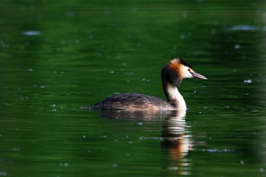 Haubentaucher - Podiceps cristatus NSG See am Goldberg Heusenstamm 2016