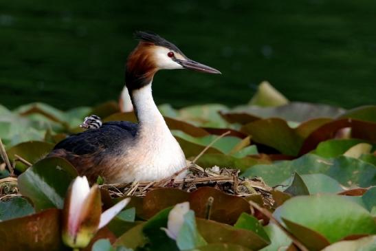 Haubentaucher - Podiceps cristatus NSG See am Goldberg Heusenstamm 2016