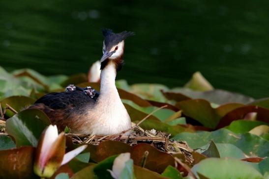 Haubentaucher - Podiceps cristatus NSG See am Goldberg Heusenstamm 2016