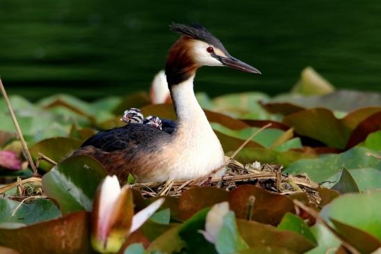 Haubentaucher - Podiceps cristatus NSG See am Goldberg Heusenstamm 2016