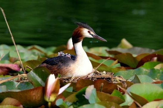 Haubentaucher - Podiceps cristatus NSG See am Goldberg Heusenstamm 2016