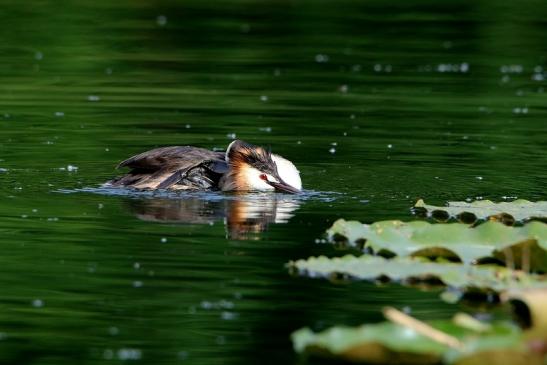 Haubentaucher - Podiceps cristatus NSG See am Goldberg Heusenstamm 2016
