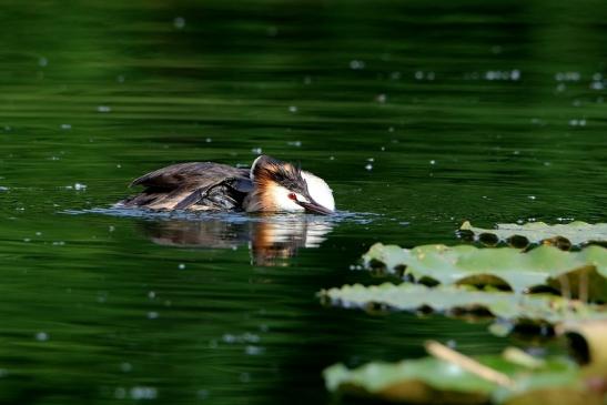 Haubentaucher - Podiceps cristatus NSG See am Goldberg Heusenstamm 2016