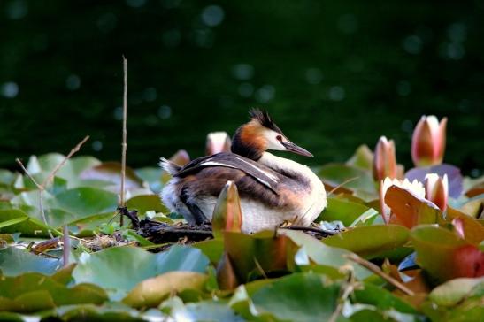 Haubentaucher - Podiceps cristatus NSG See am Goldberg Heusenstamm 2016