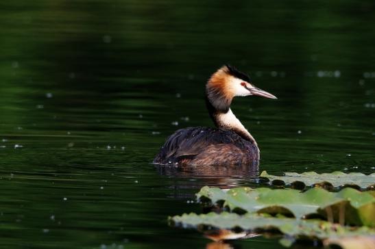 Haubentaucher - Podiceps cristatus NSG See am Goldberg Heusenstamm 2016