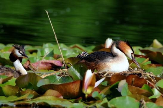 Haubentaucher - Podiceps cristatus NSG See am Goldberg Heusenstamm 2016