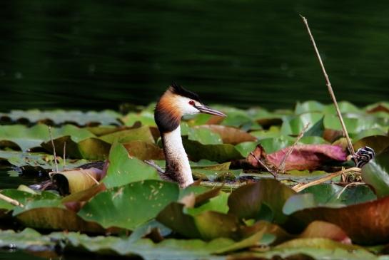 Haubentaucher - Podiceps cristatus NSG See am Goldberg Heusenstamm 2016