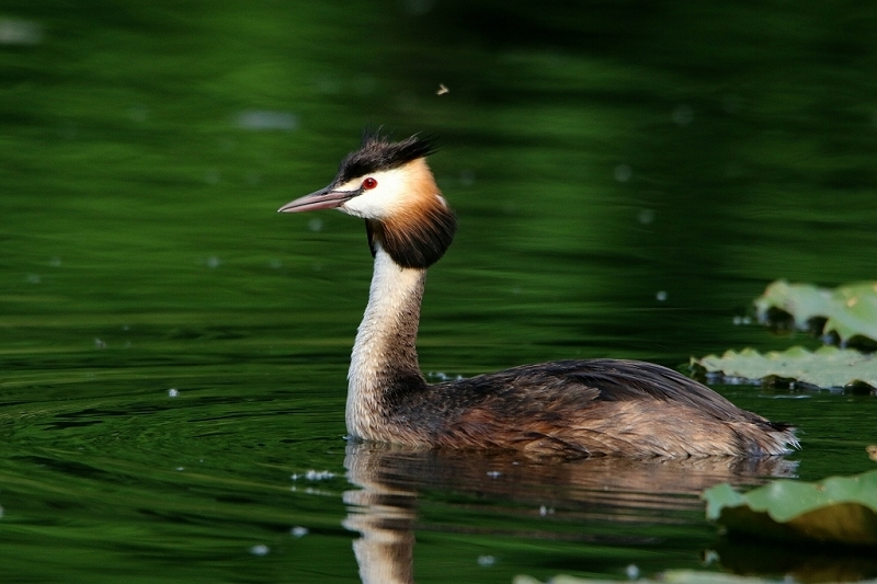 Haubentaucher - Podiceps cristatus NSG See am Goldberg Heusenstamm 2016