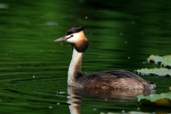 Haubentaucher - Podiceps cristatus NSG See am Goldberg Heusenstamm 2016